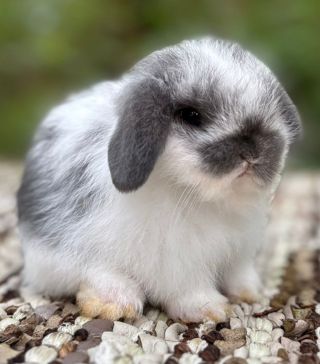Small fluffy white-and-gray bunny sitting on pebbles, facing forward.
