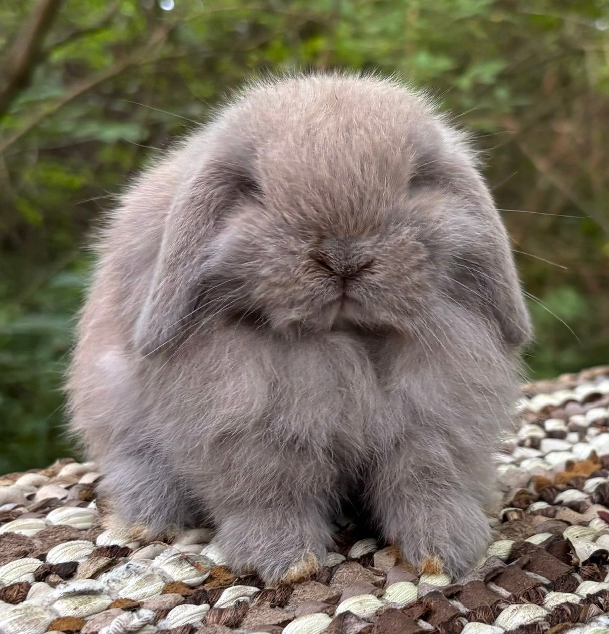 Broken Sable Point Holland Lop