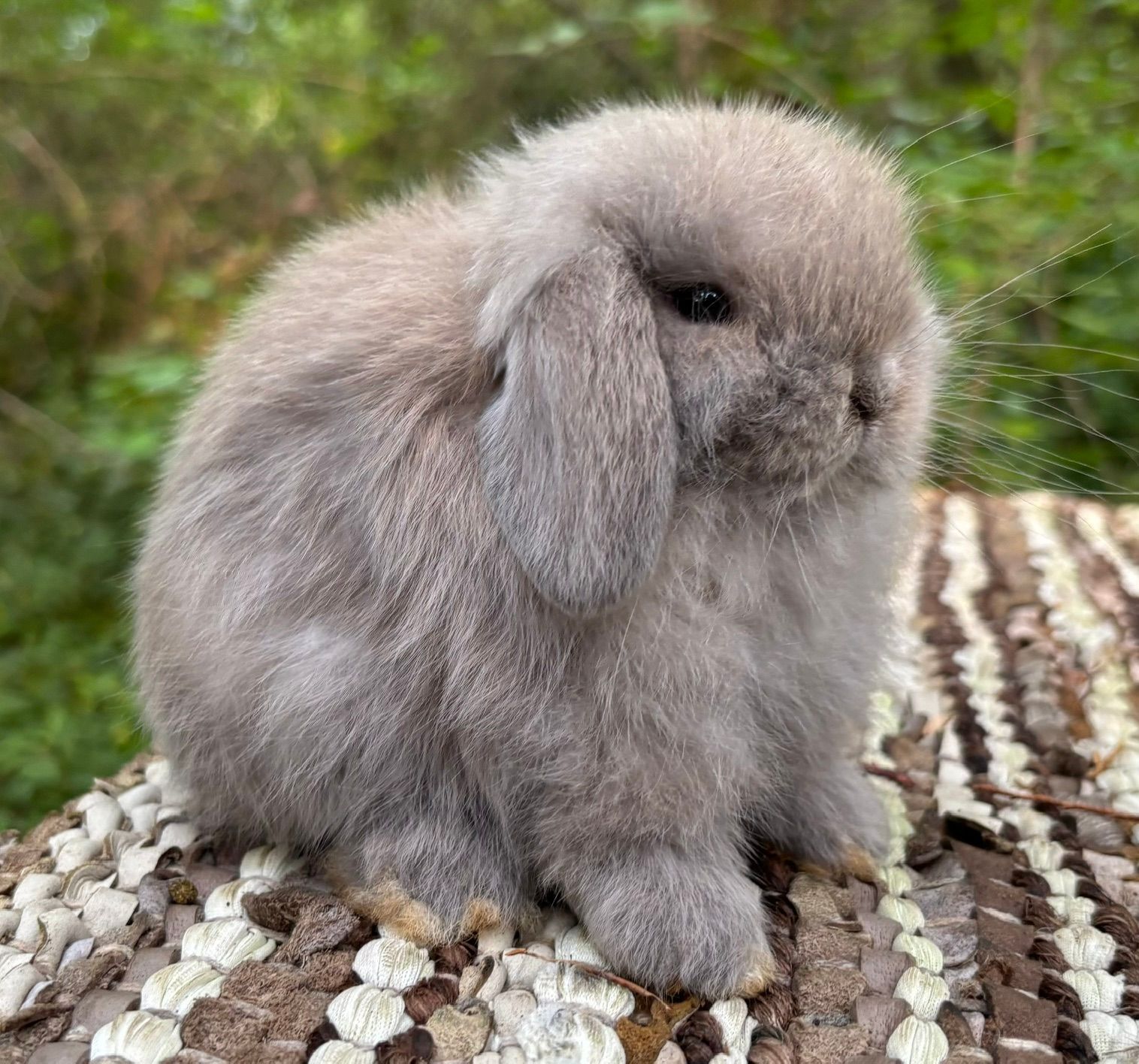 Broken Sable Point Holland Lop