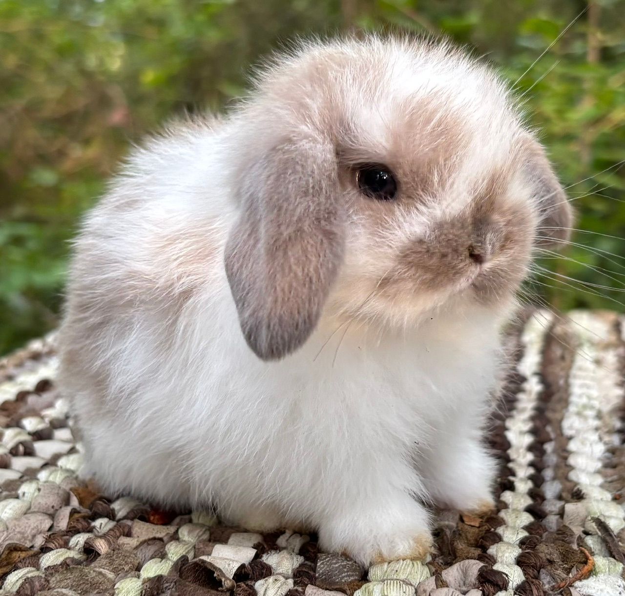Broken Sable Point Holland Lop