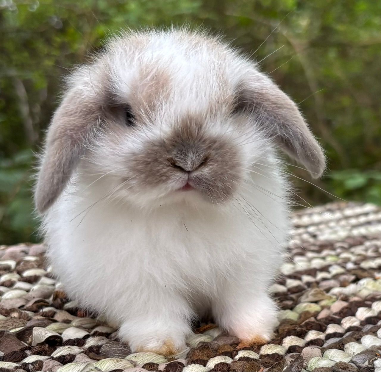 Broken Sable Point Holland Lop