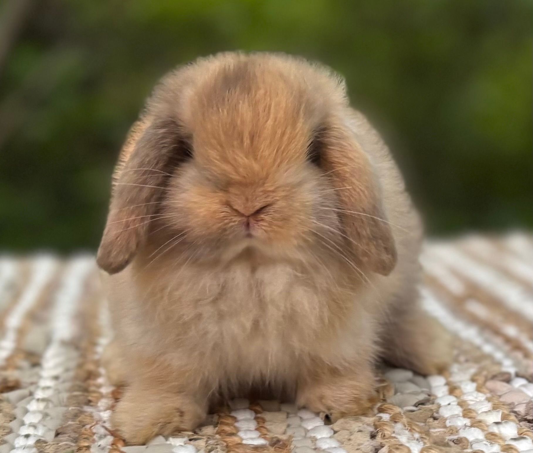 Chocolate Orange Harlequin Baby Holland Lop Rabbit Reserved for Customer