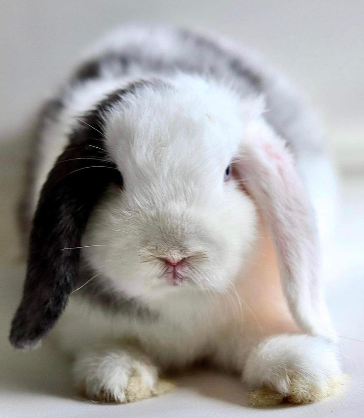 Black Magpie Holland Lop Doe
