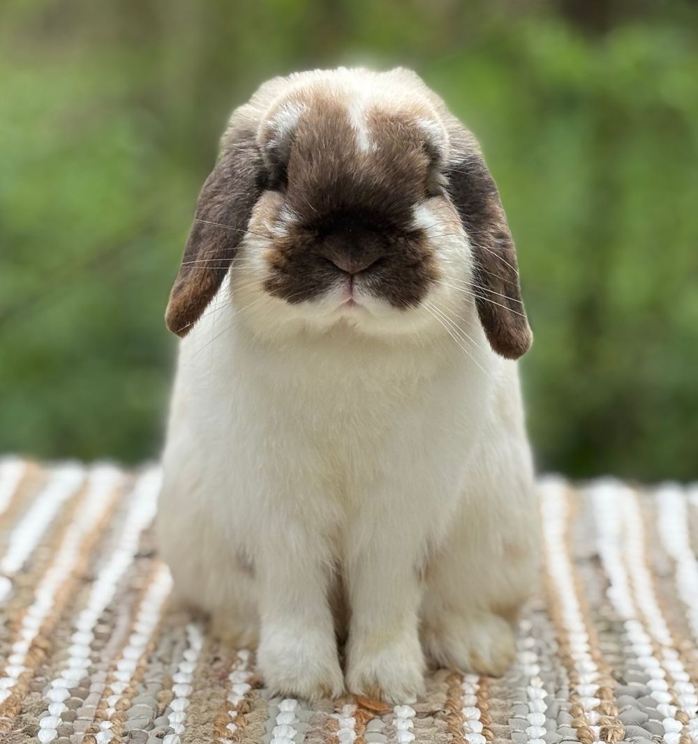 Broken Sable Point Holland Lop Buck