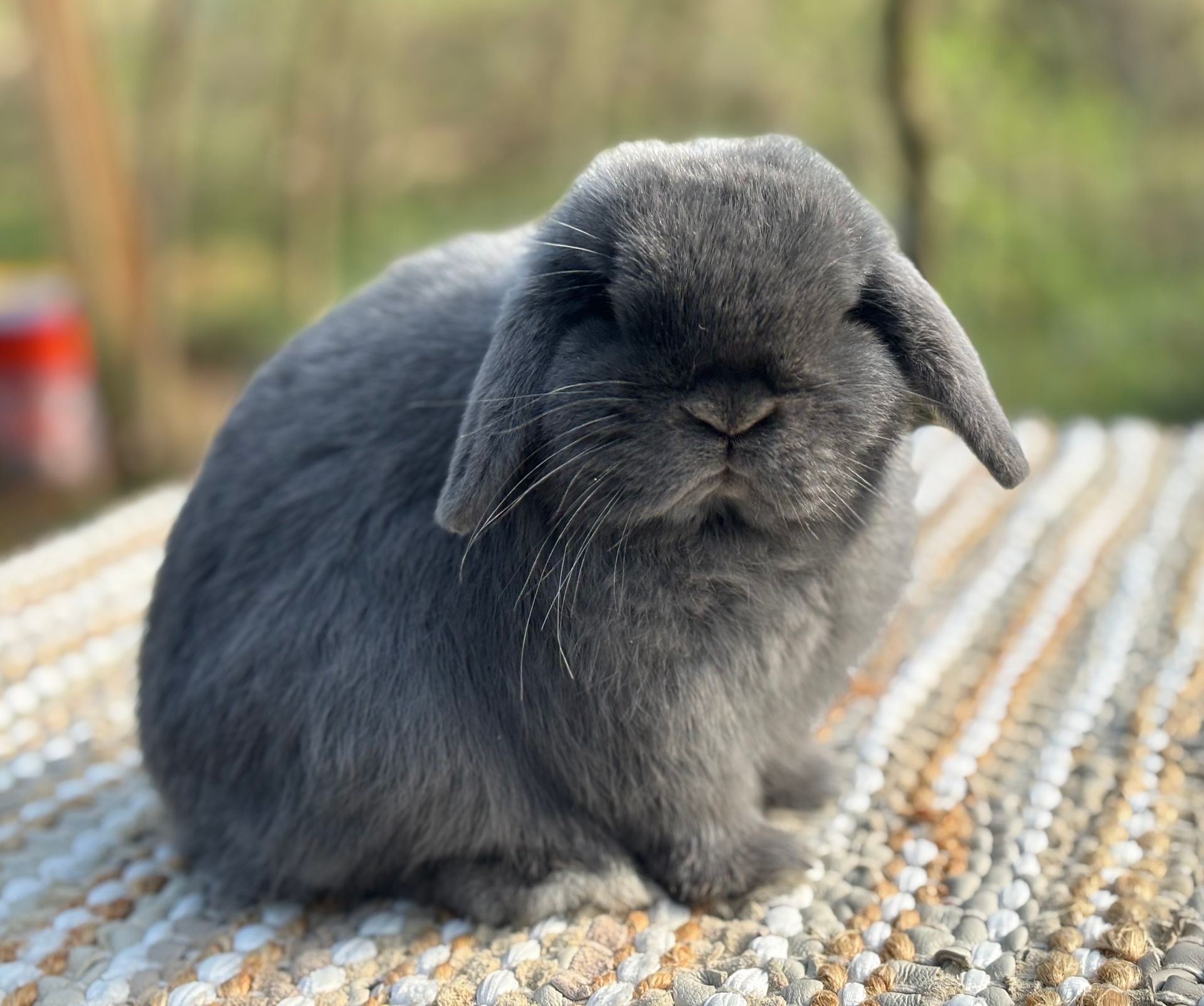 Blue Holland Lop Rabbit