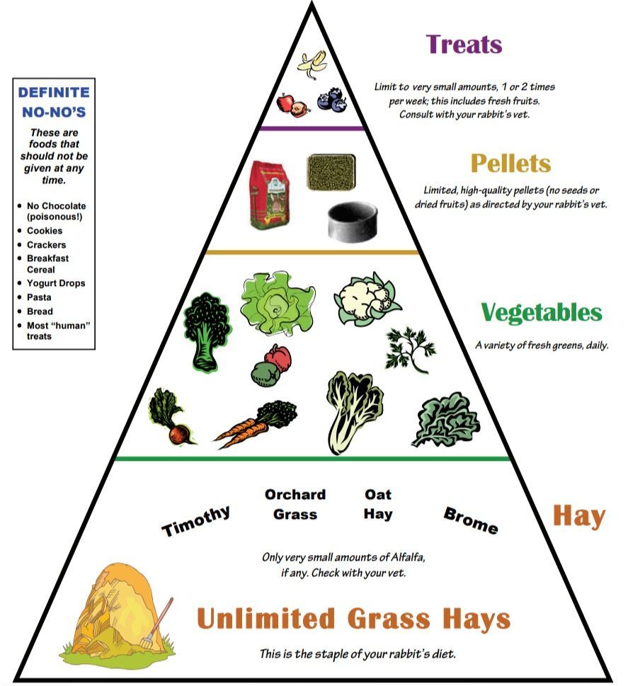Bunny Food Pyramid Showing the Correct Bunny Diet