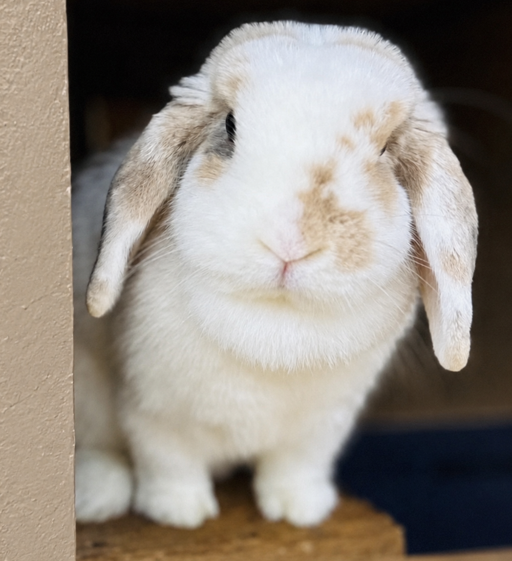 Blue Fawn Tri Holland Lop Doe