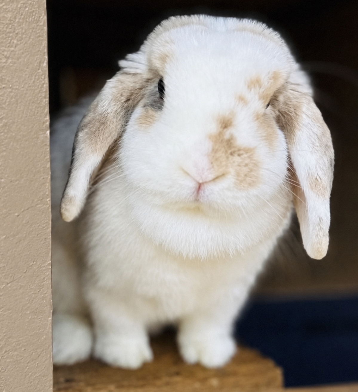 Blue Fawn Tri Holland Lop Doe