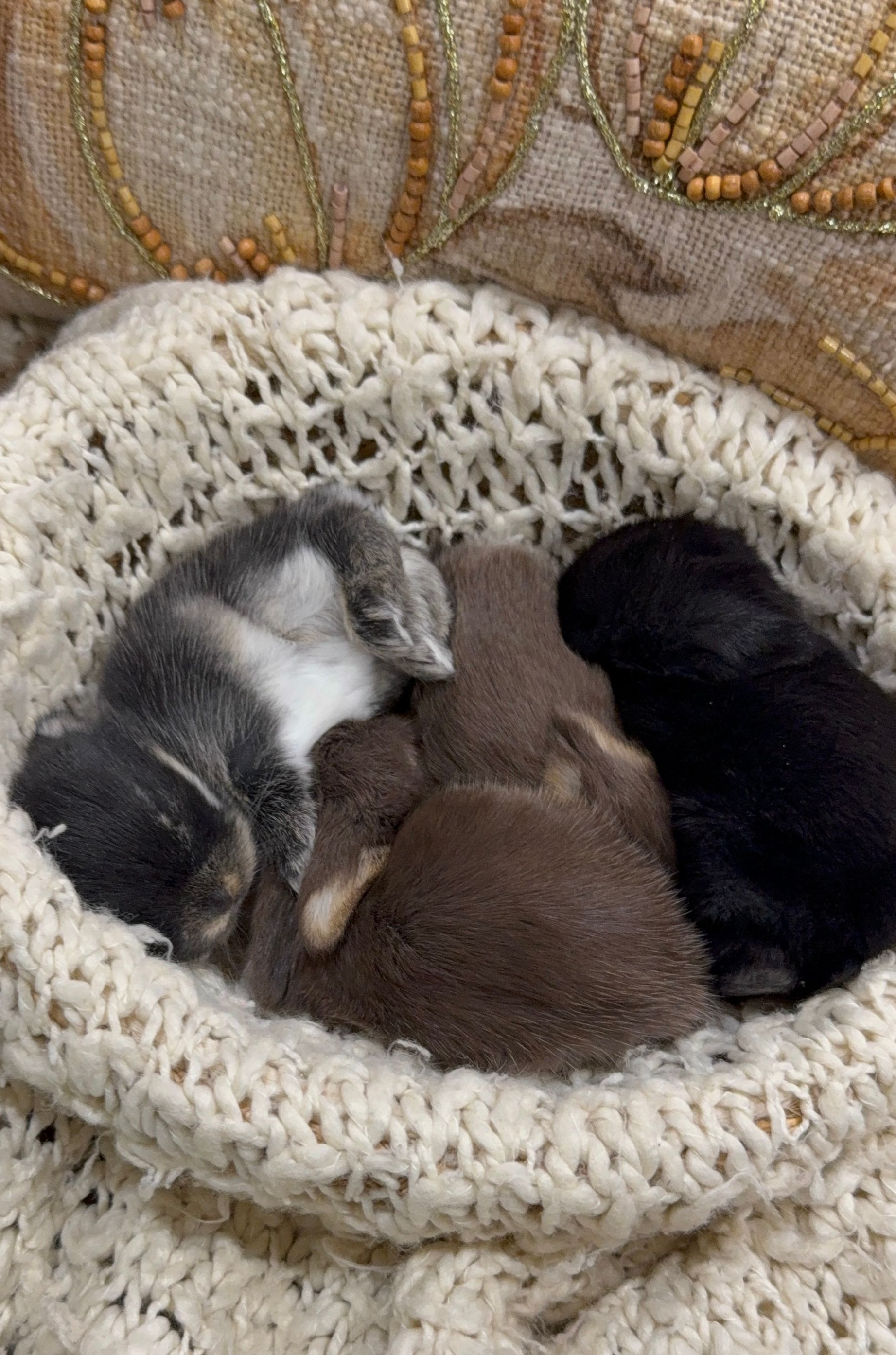 Black otter, chocolate, and chocolate otter Holland Lop Bunny Rabbit
