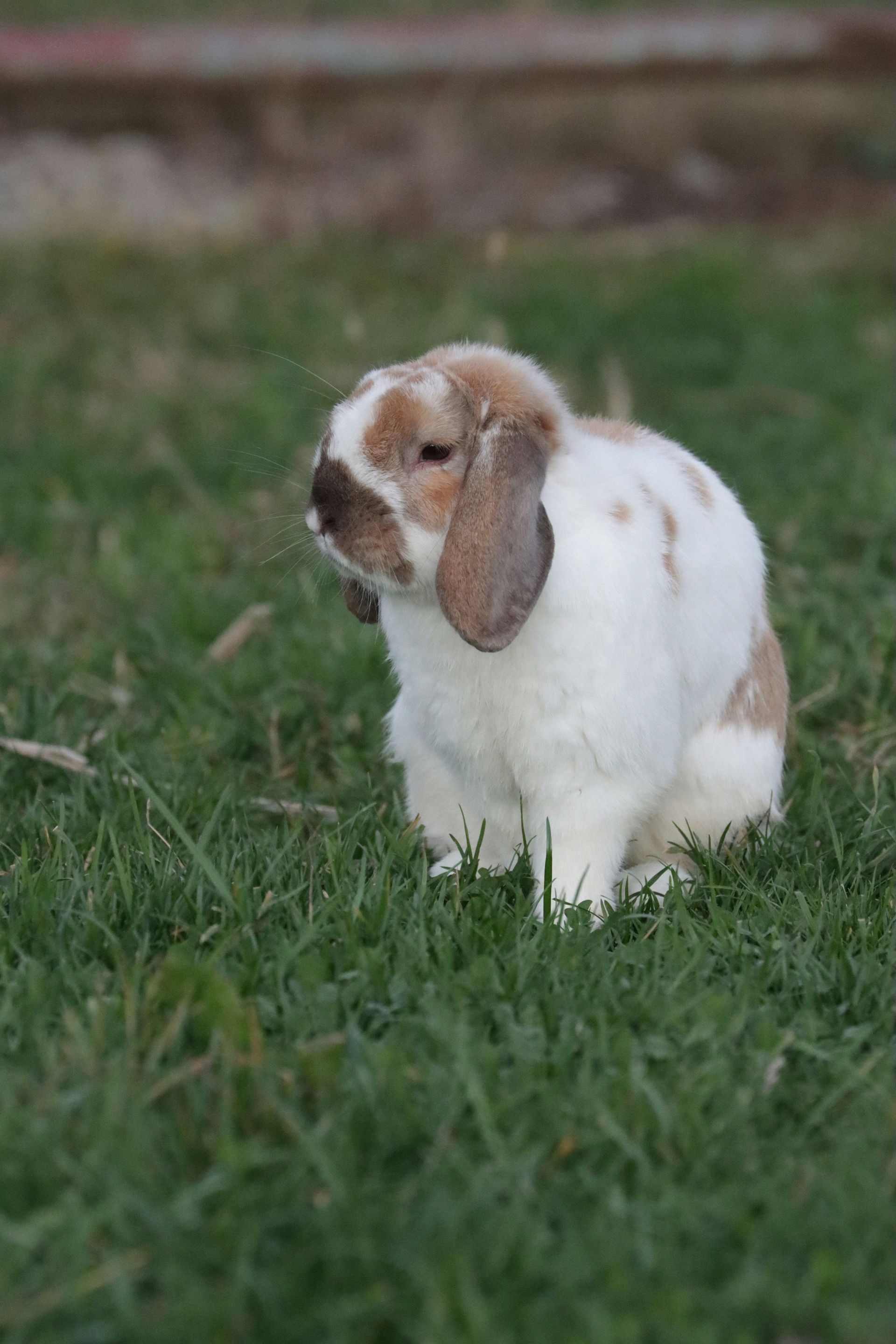 Broke Fox Holland Lop Bunny Enjoying Time in the Grass