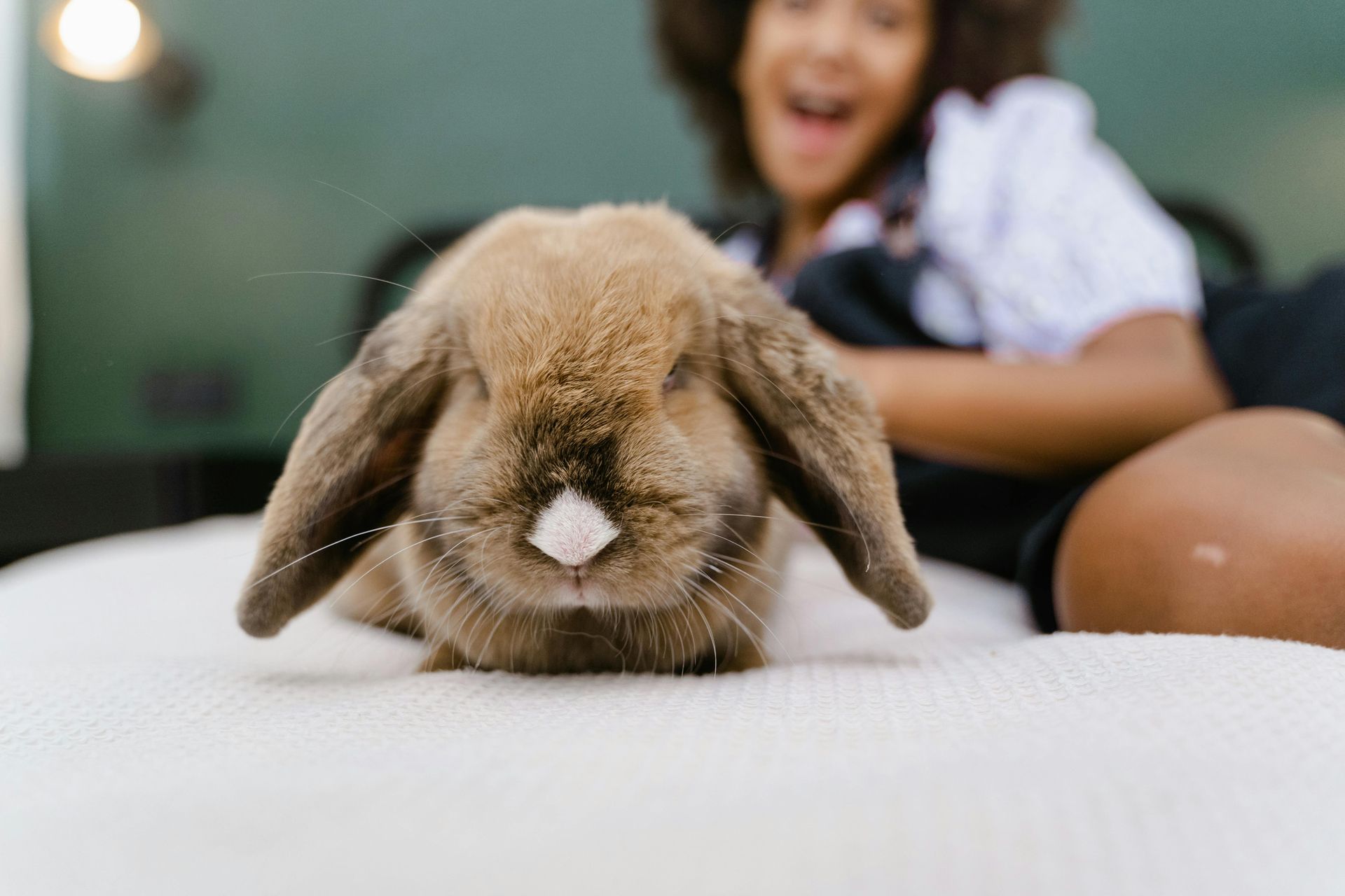Chocolate Tort VM Holland Lop Bunny Playing on Bed