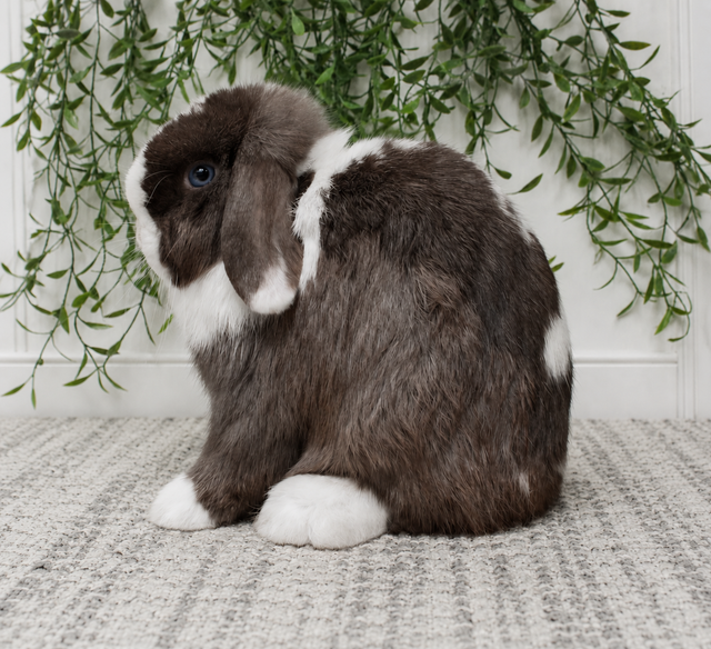 Chocolate VM (Blue eyes!) Purebred Holland Lop