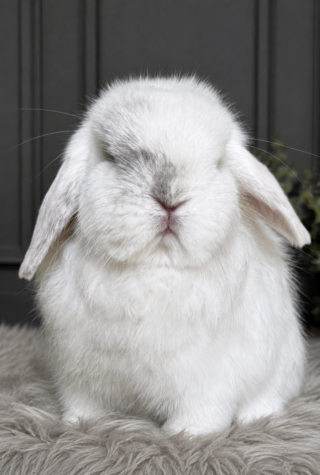 Black Magpie Purebred Holland Lop Bunny