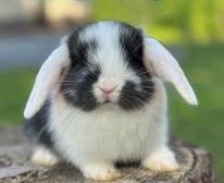 WE (White Eared) Black Holland Lop Buck
