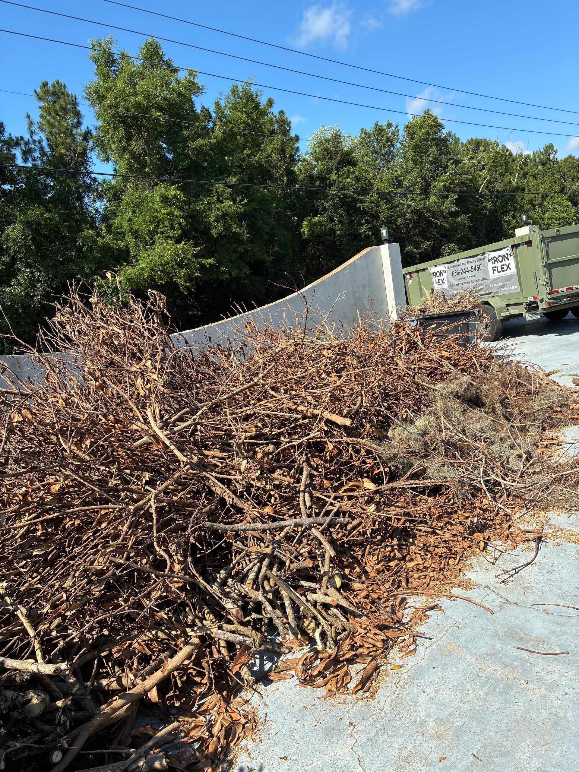 Mango Tree Debris Removal