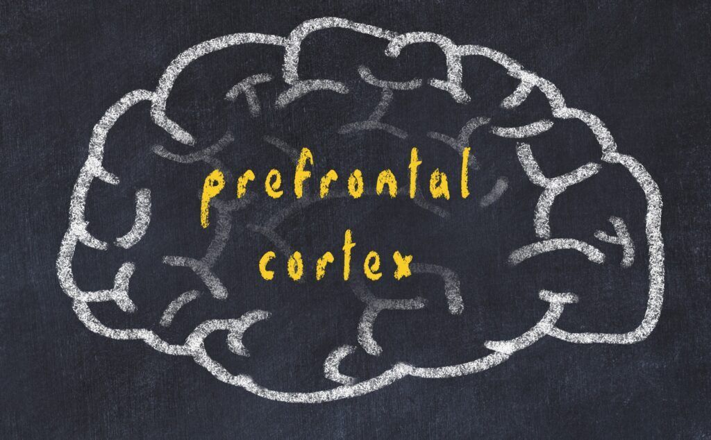 Chalk drawing of a brain labeled “prefrontal cortex” in yellow on a blackboard.