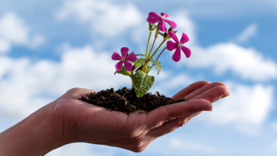 Hands holding a small flowering plant against a blue sky