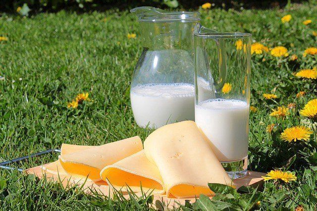 Cheese slices and two glasses of milk on grass with dandelions in the background