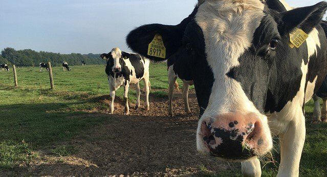 Black-and-white cows in a grassy field, one close-up cow facing the camera with a fence in the background