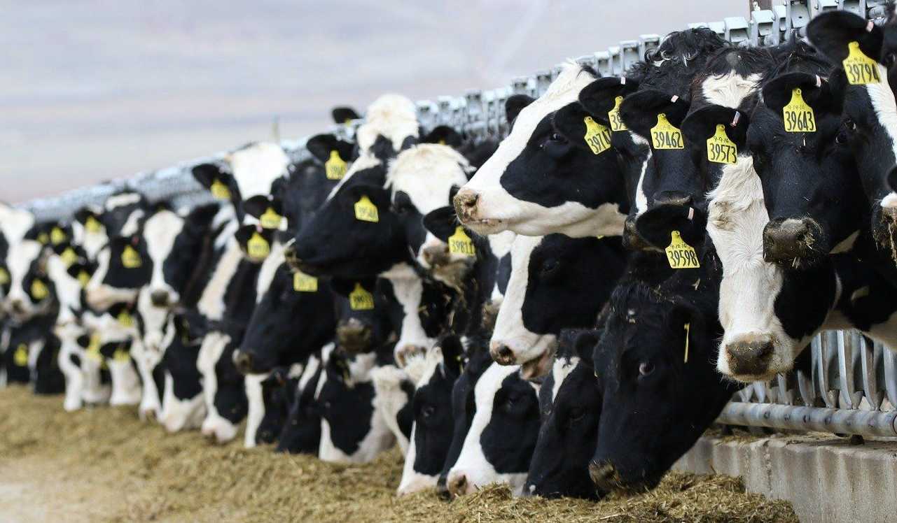 Black-and-white dairy cows standing in a row by a farm fence, some marked with yellow ear tags