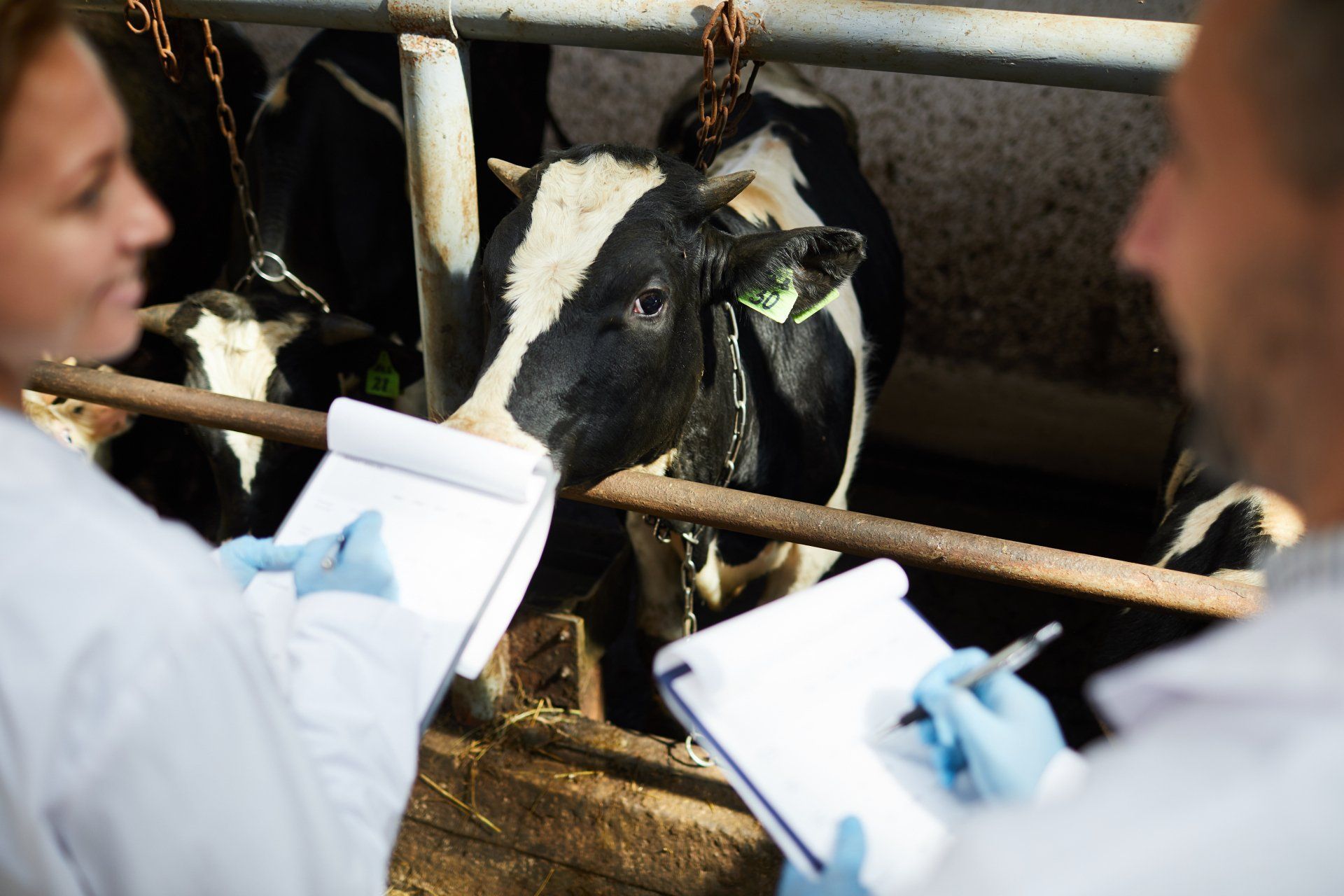 Veterinarians examining a black-and-white cow in a barn stall