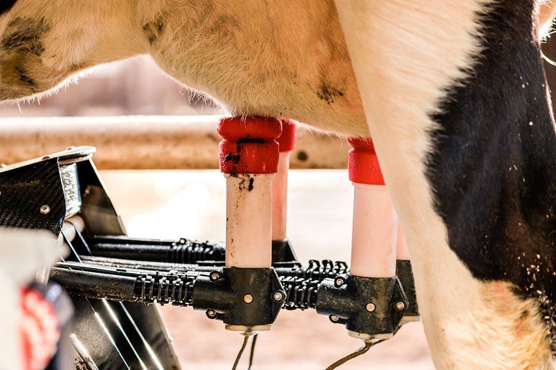 Cow’s udder attached to a milking machine with red and black tubing