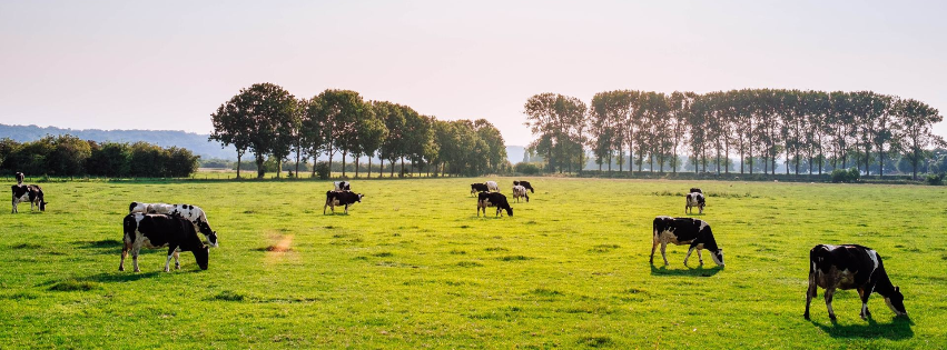 Selective Dry Cow Therapy