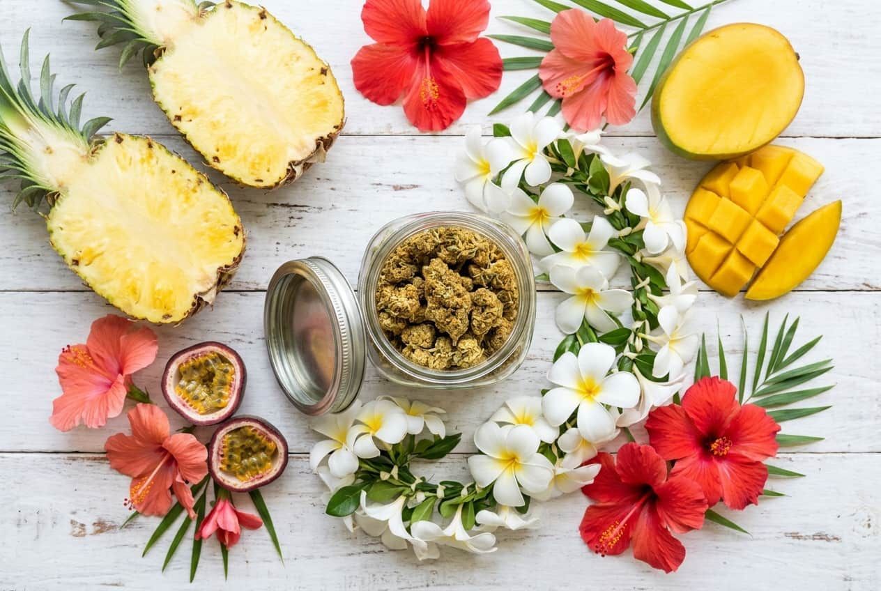 Maui Wowie Strain