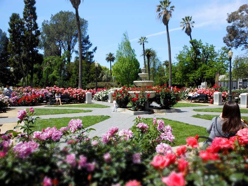 fruitridge pocket weed delivery in world peace rose garden