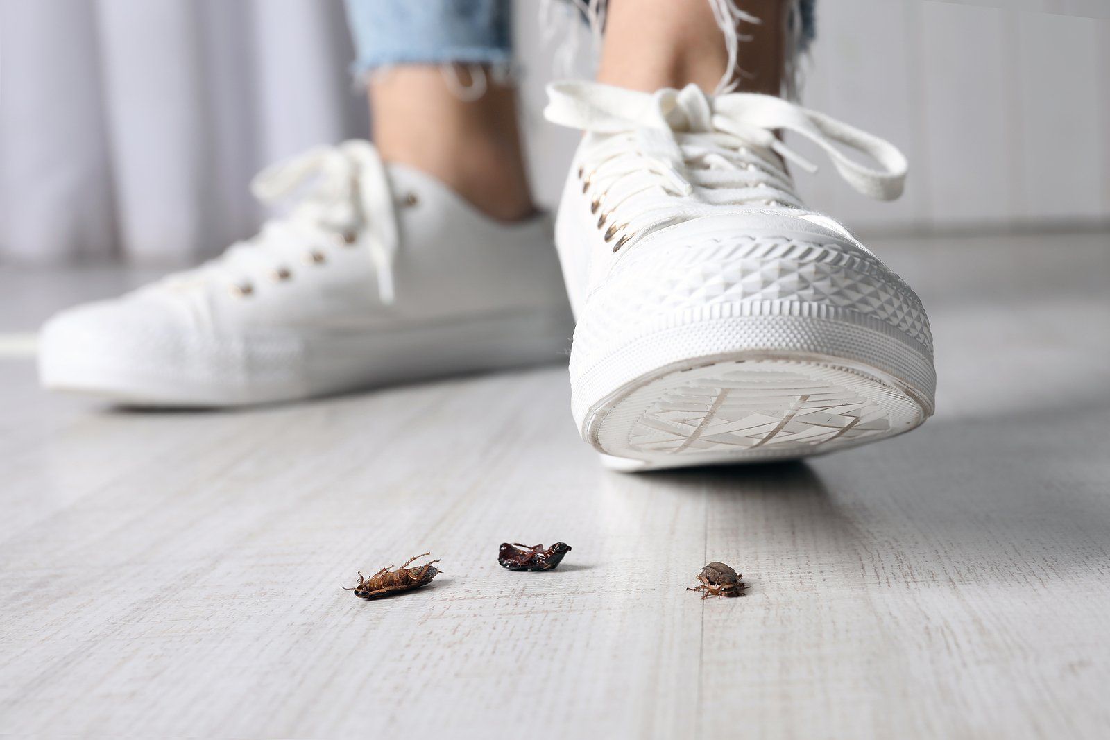 Pest Removal Services Near You Pest Removal Services Near You