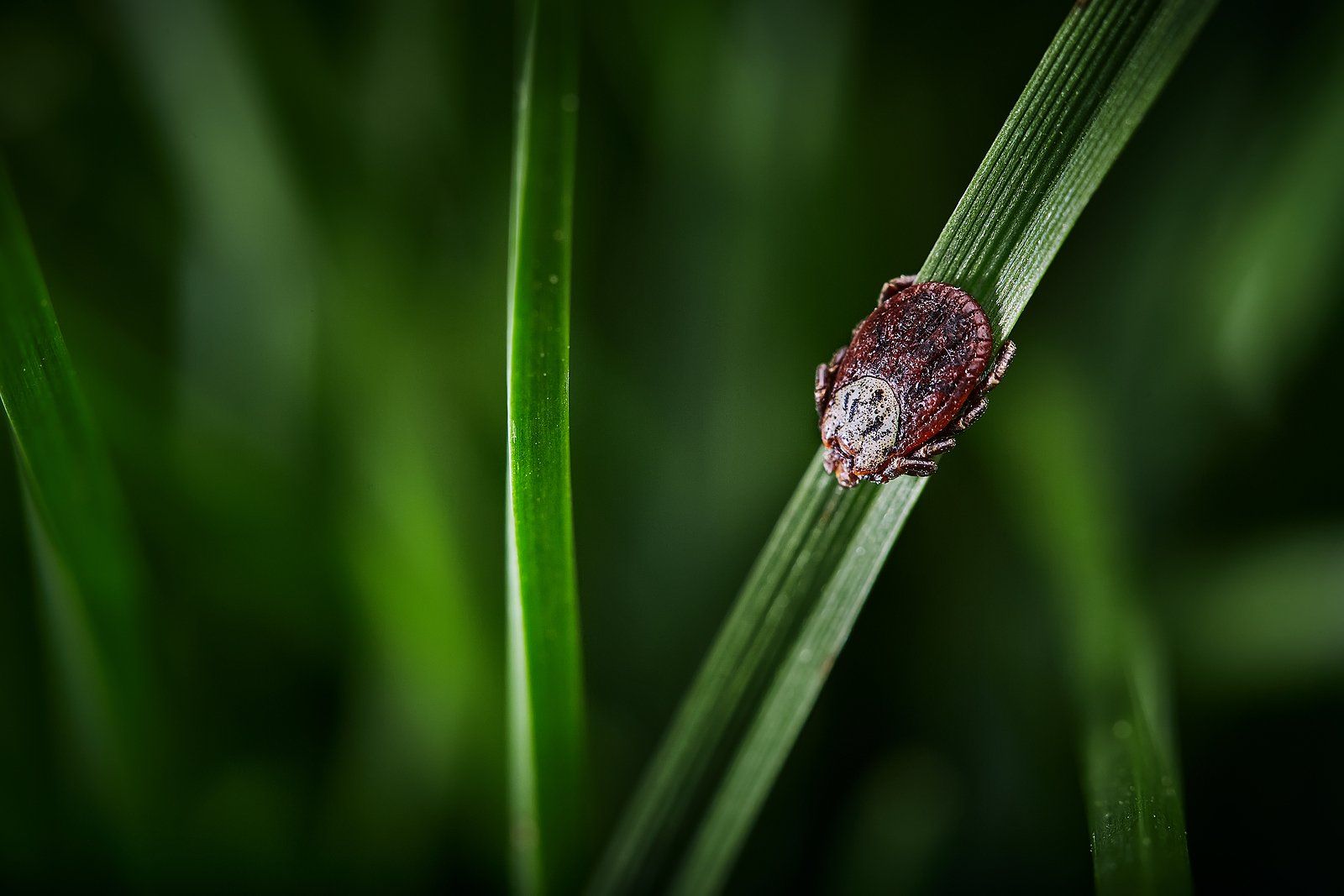 Ticks and Fleas Control Near You