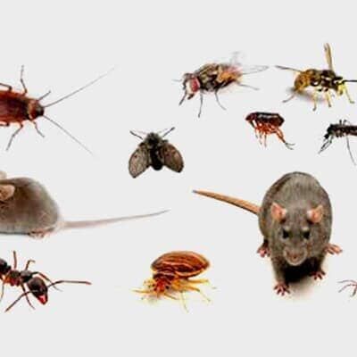 ASESORÍA EN MANEJO INTEGRADO DE PLAGAS FUMIPLAG - FUMIGACIÓN DE INSECTOS