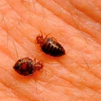 ASESORÍA EN MANEJO INTEGRADO DE PLAGAS FUMIPLAG - FUMIGACIÓN DE CHINCHES