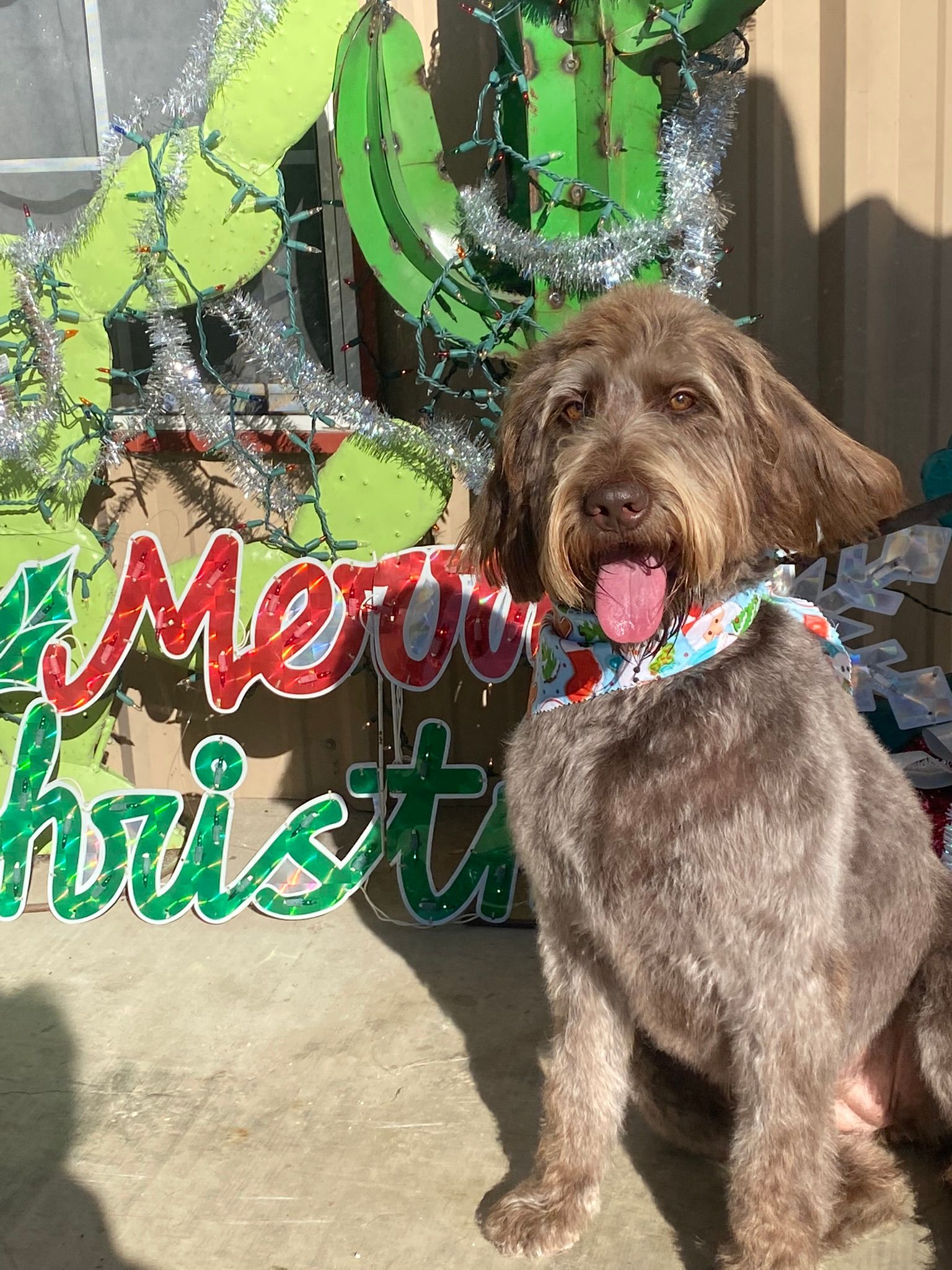 Home Posh Paws Grooming Lufkin, Tx