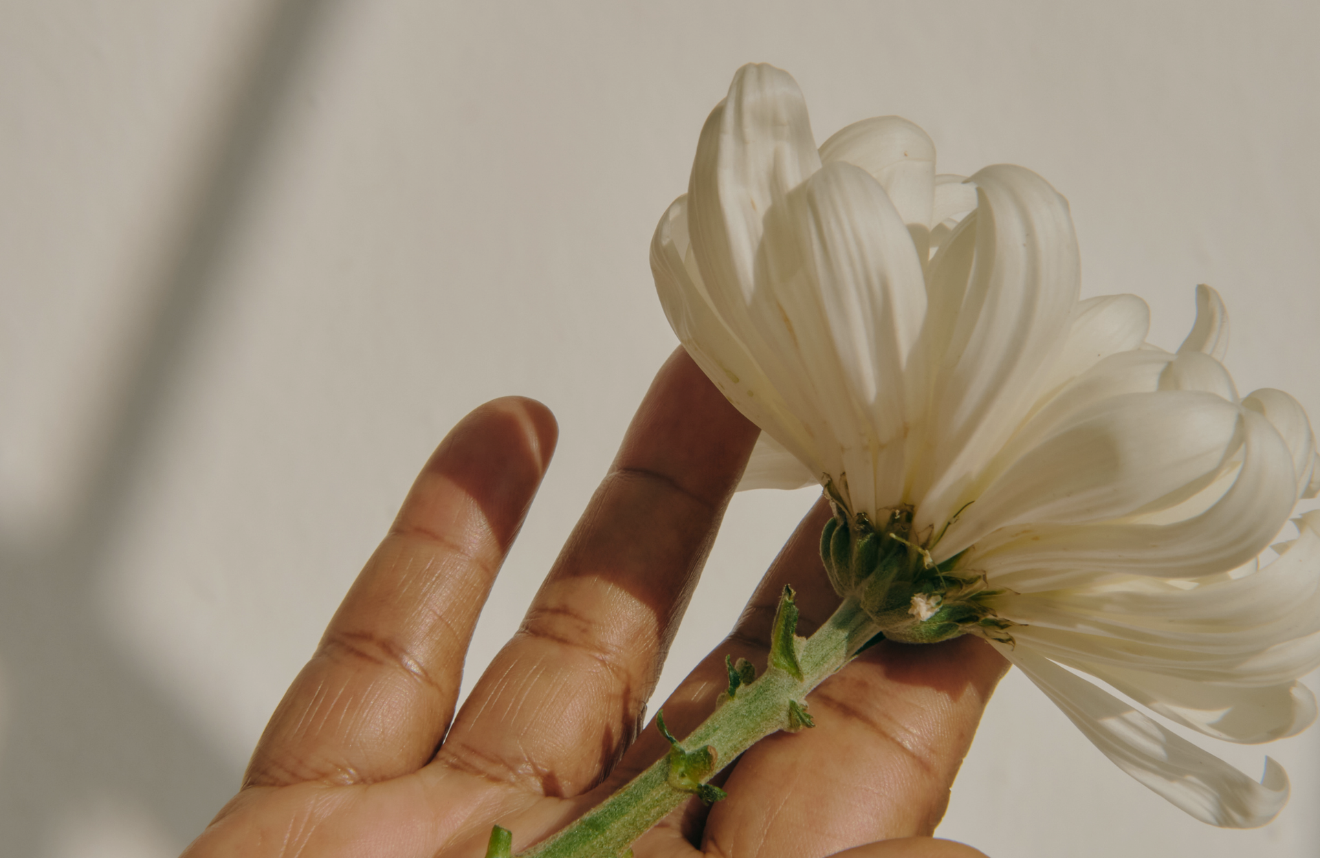 Hand holding a white flower with soft petals against a beige background