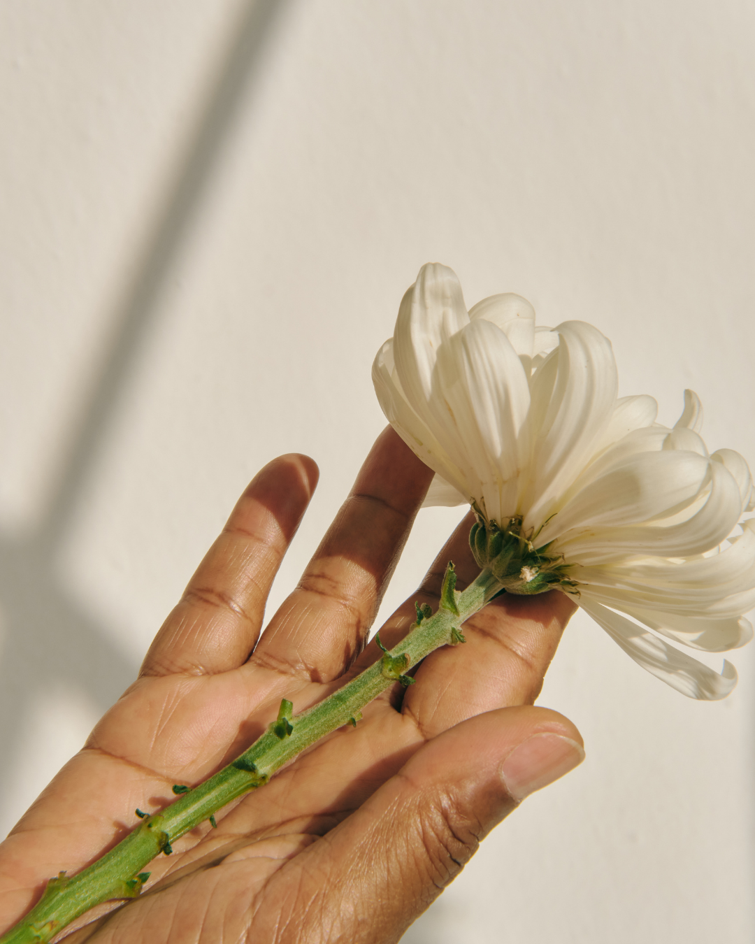 Hand holding a white flower with a green stem against a plain light background