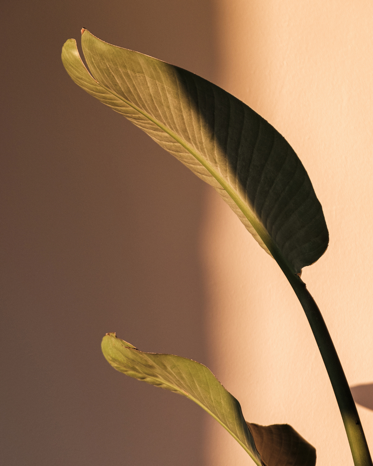 Two green plant leaves lit by warm sunlight against a beige wall