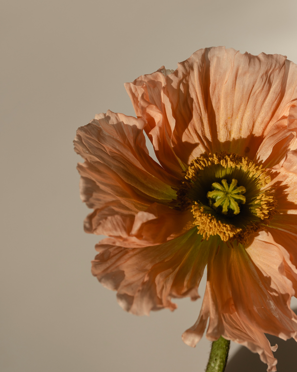 Close-up of a peach poppy flower against a soft beige background.