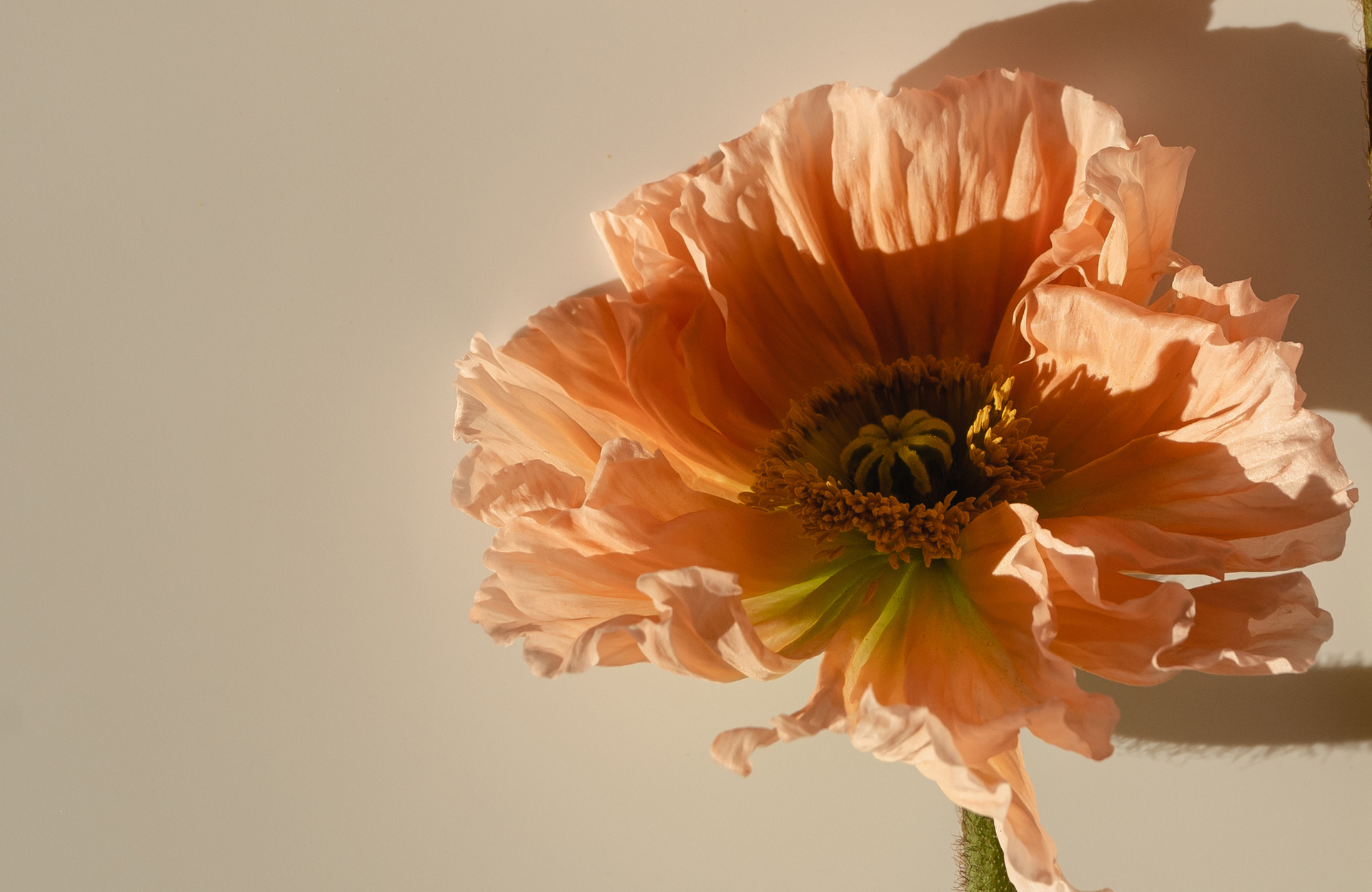 Peach poppy flower with ruffled petals against a beige wall, casting a soft shadow