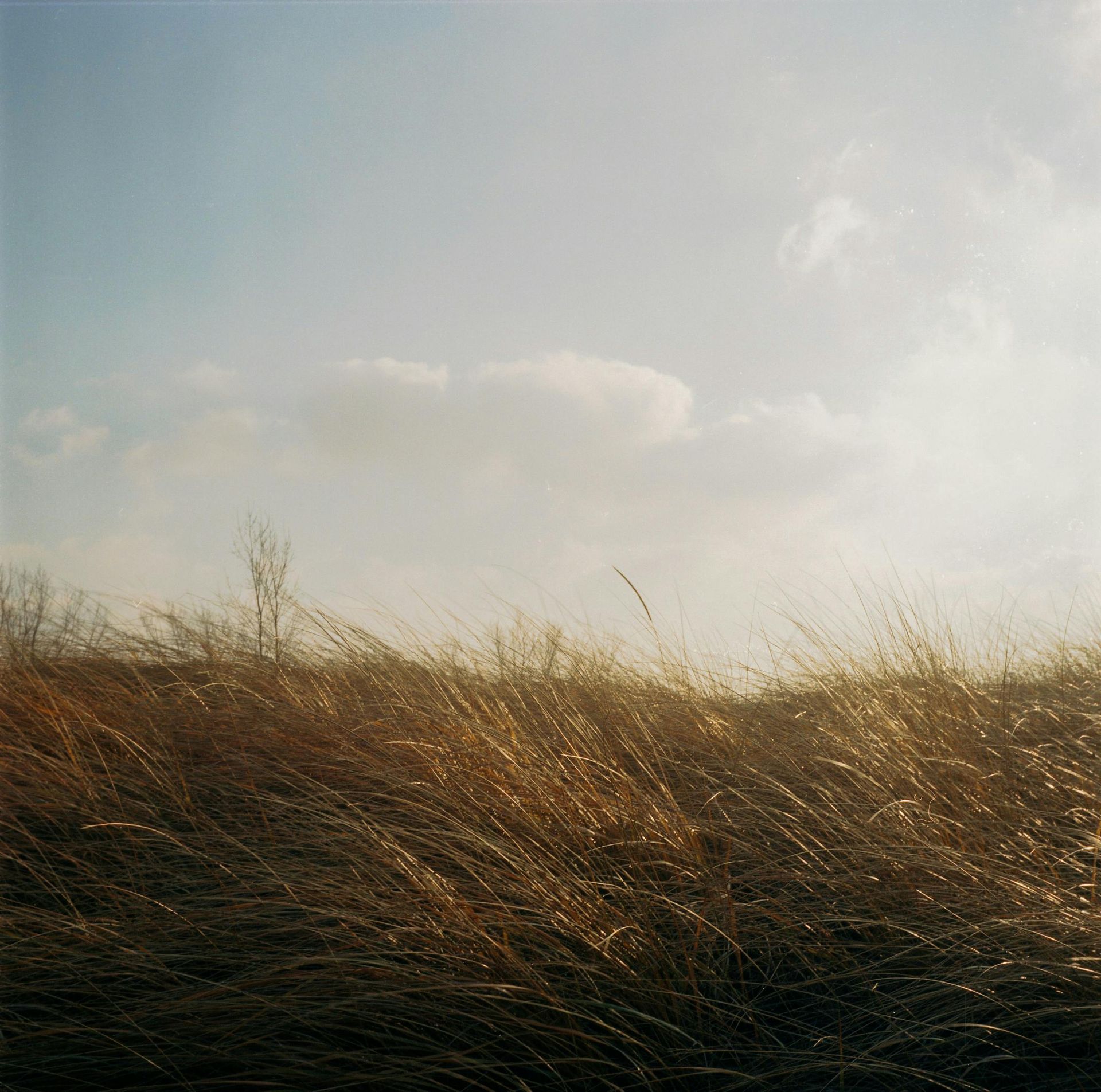 Tall dry grass in a sunlit field beneath a pale blue sky with soft clouds