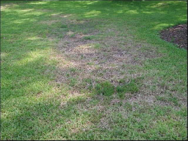 Patchy brown grass in a green lawn, showing a dry or dead spot.