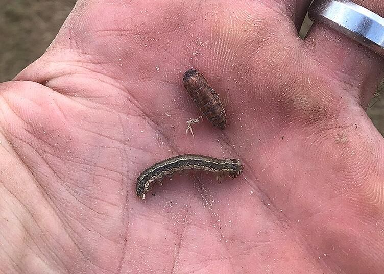 Two caterpillars resting on an open palm