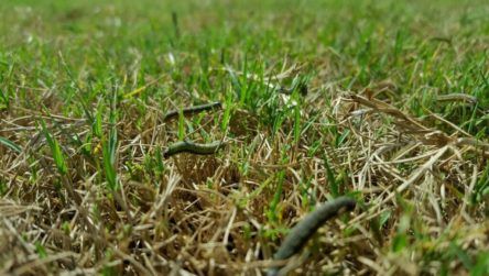 Snake in dry grass with a green field in the background