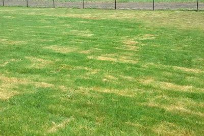 Sunny green lawn with patchy grass and a fence in the background