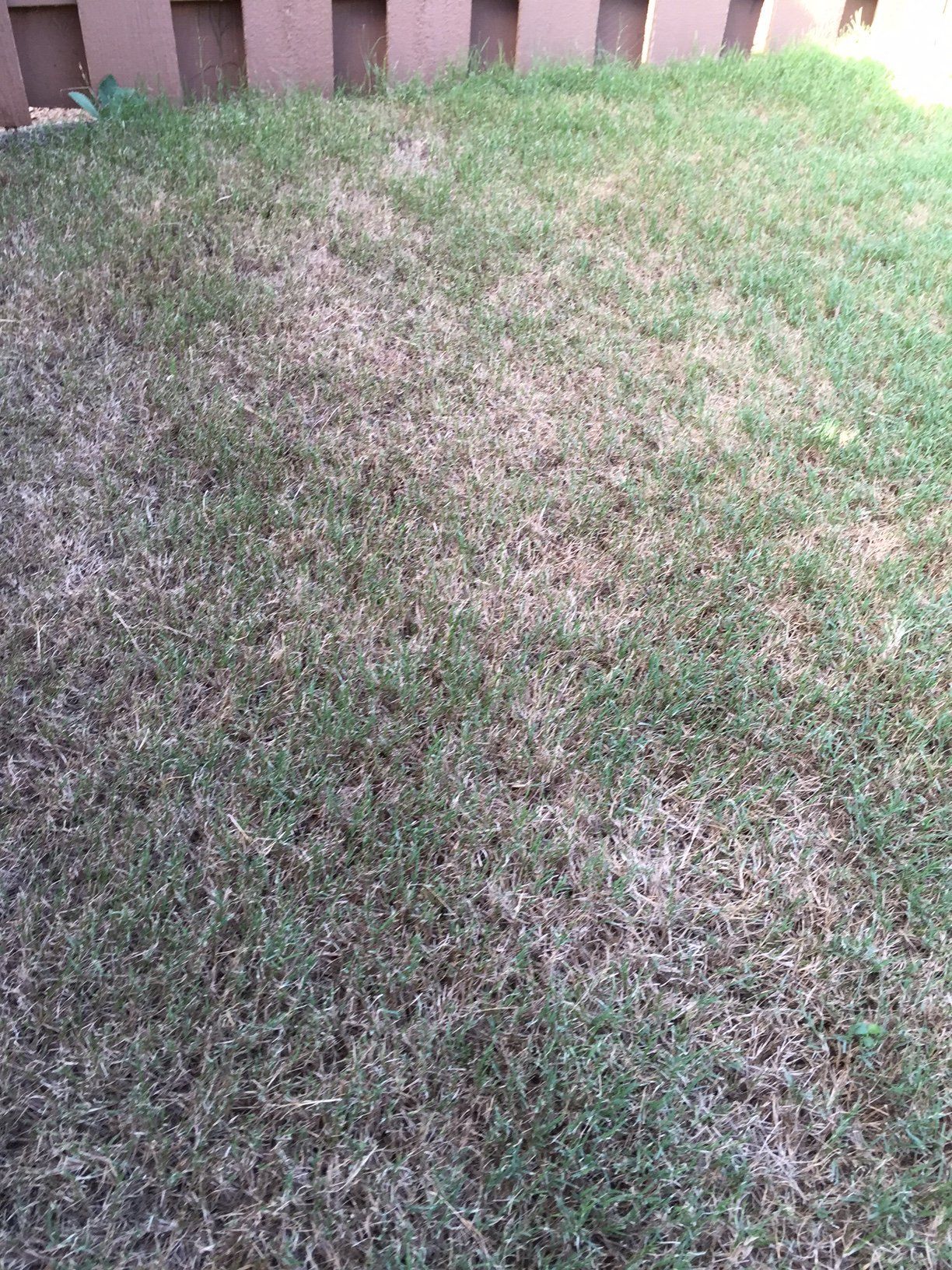 Patchy green-brown grass lawn near a wooden fence, with sparse, dry areas.