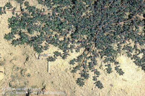 Dark green shrub spreading over sandy ground
