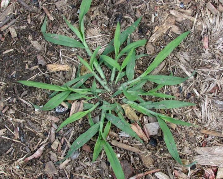 Young green weed with long narrow leaves growing in mulch soil