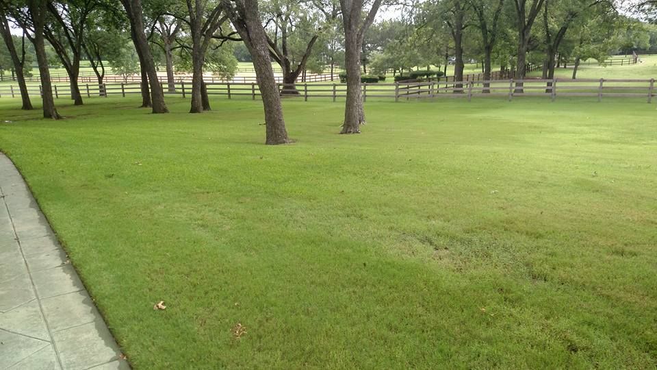 Grassy park with scattered trees and a paved path along the left side