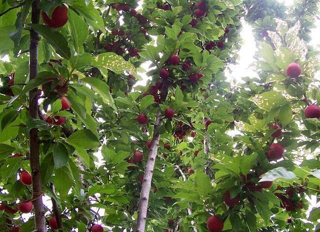 Red cherries hanging among green leaves on a tree, with sunlight filtering through the branches