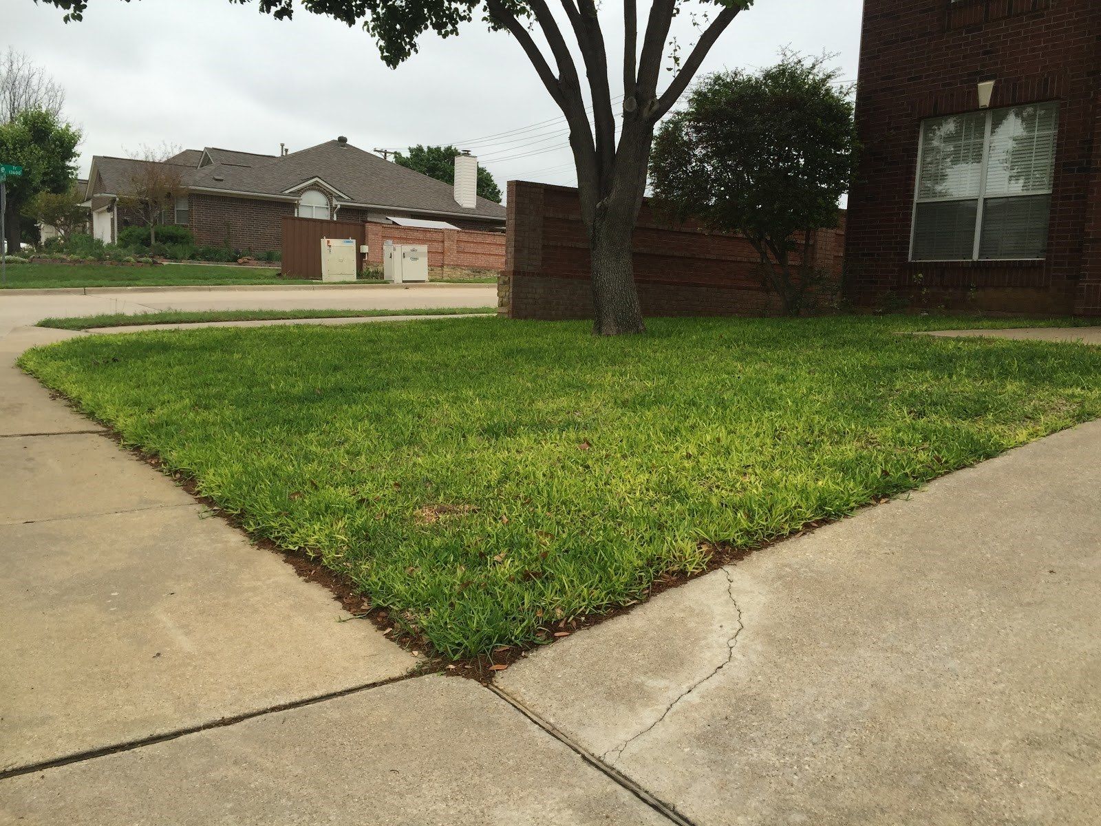 Corner lawn with a tree beside a brick house and concrete sidewalk in a suburban neighborhood